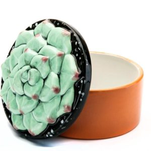 Succulent Box - Case of 6