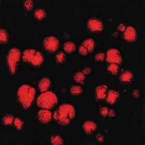 Black Opal - 16 oz Mayco Jungle Gem Crystal Glaze