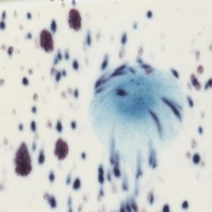 Peacock Eyes - 16 oz Mayco Crystal Glaze