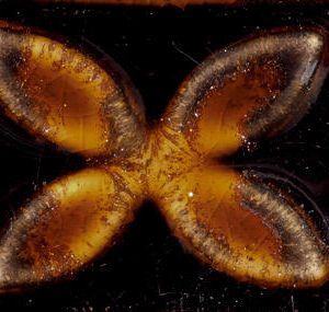 Aventurine - 16oz Amaco Potters Choice Cone 5 Glaze