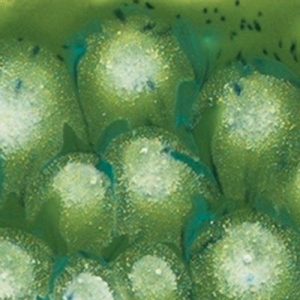 Spotted Kiwi - 16 oz Mayco Crystal Glaze